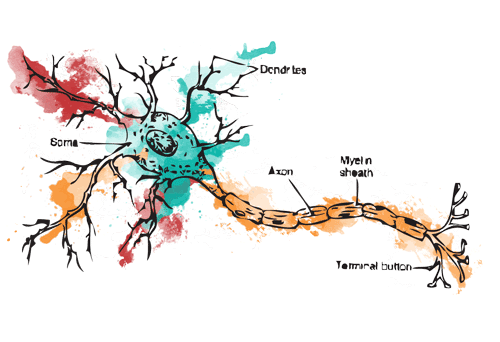 neurona